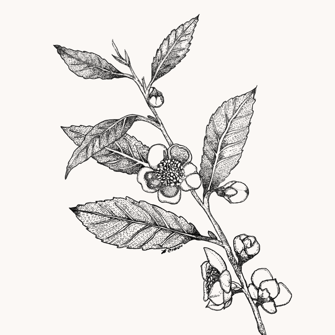 Green Tea Extract