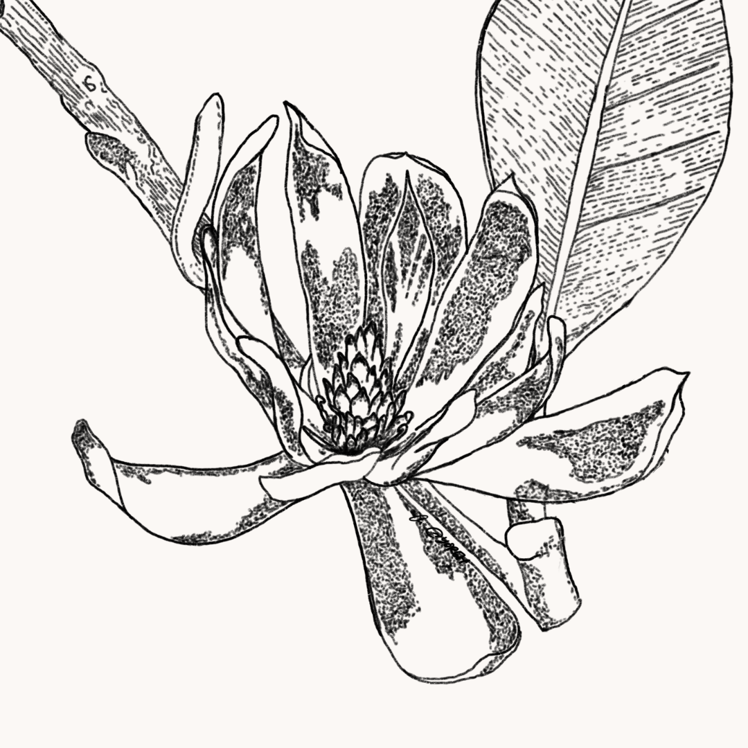 Magnolia Oil