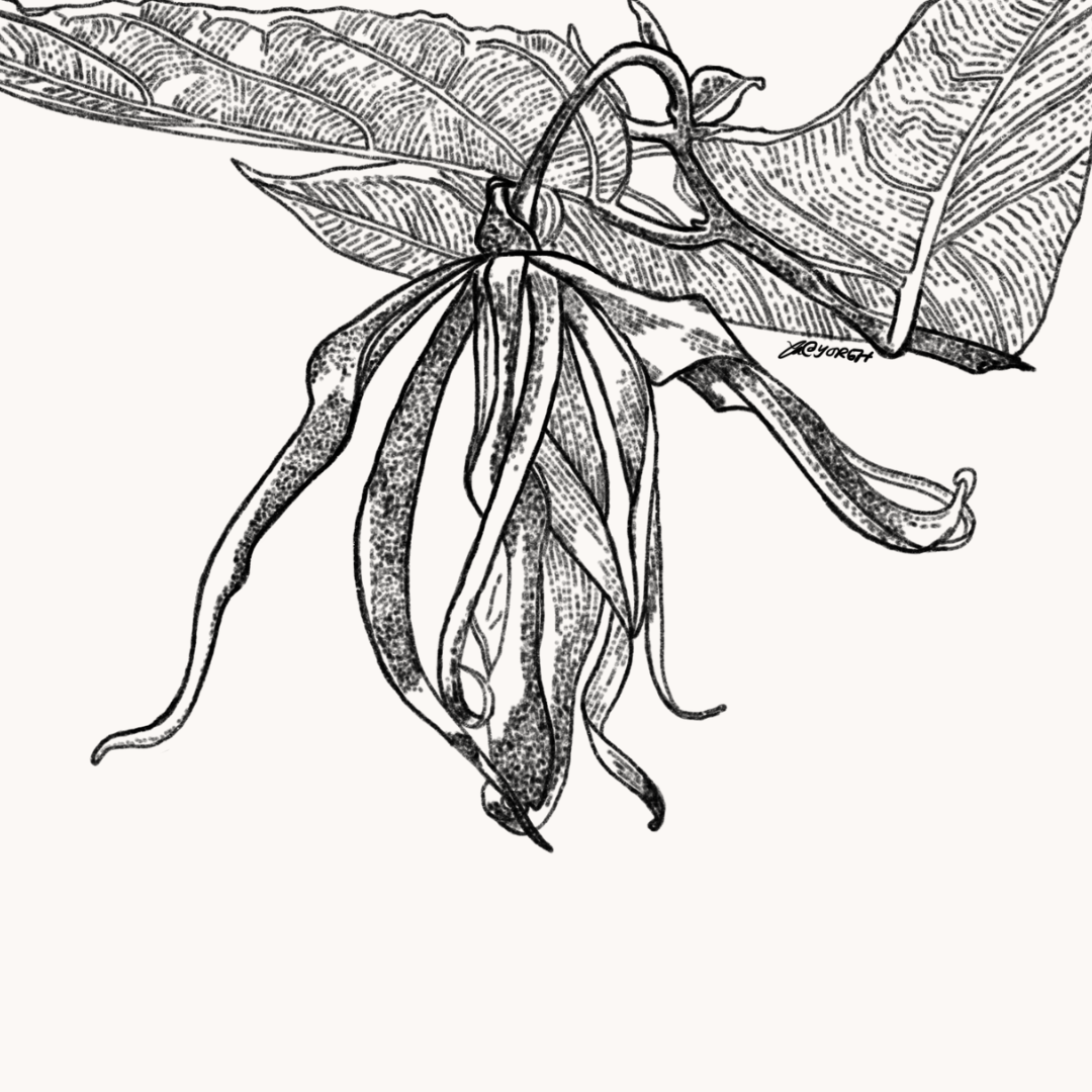 Ylang Ylang Oil